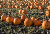 Scenic view of Pumpkins in a field, Victoria, British Columbia, Canada — Stock Photo