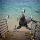 Gabbiano in piedi su una testa di foca sulla spiaggia — Foto stock