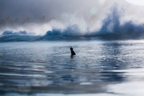 Silhouette d'un surfeur attrapant une vague, Haleiwa, Honolulu, Hawaï, Amérique, États-Unis — Photo de stock