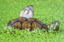 Butterfly on a turtle in a pond, selective focus — Stock Photo