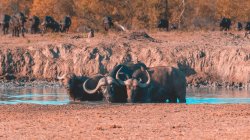 Mandria di bufali in un pozzo d'acqua, Sabi Sand Reserve, Mpumalanga, Sud Africa — Foto stock