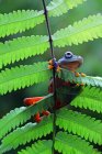Яванская лягушка на растении, размытый фон — стоковое фото