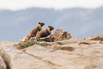 Zwei Murmeltiere in natürlichem Lebensraum auf Felsen — Stockfoto