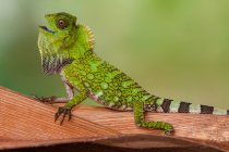 Portrait of a chameleon on a branch, Indonesia — Stock Photo