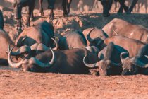 Vista panorámica de la manada de búfalos en un agujero de agua, Reserva Sabi Sand, Mpumalanga, Sudáfrica - foto de stock