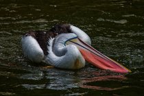 Moving pelican bird in sea water — Stock Photo