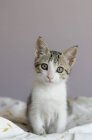Portrait of a cat sitting on a quilt, closeup view — Stock Photo