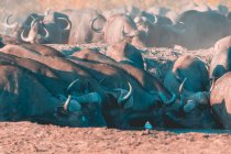 Manada de búfalos en un pozo de agua, Reserva Sabi Sand, Mpumalanga, Sudáfrica - foto de stock