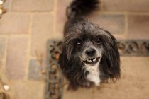 Накладні вигляд китайської хохлата собака чихуахуа — стокове фото