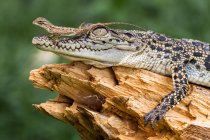 Ящерица сидит на крокодиле, крупный план, избирательный фокус — стоковое фото