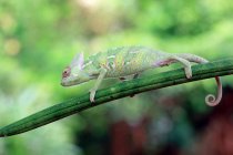 Vista laterale di Chameleon su un ramo, messa a fuoco selettiva — Foto stock