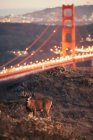 Мальовничий вид на оленів, що стоять перед мостом Золоті ворота, Сан-Франциско, Каліфорнія, США — стокове фото