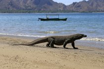 Komodo drago camminare sulla spiaggia, vista da vicino, messa a fuoco selettiva — Foto stock