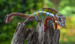 Closeup portrait of a chameleon, selective focus — Stock Photo