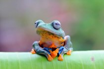 Яванская древесная лягушка на листе, размытом фоне — стоковое фото