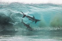 Tiburones alimentándose de una bola de cebo en las olas del océano, Carnarvon, Australia Occidental, Australia - foto de stock