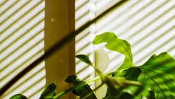 Sombra ciega veneciana sobre una planta en maceta - foto de stock