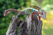 Chameleon on trunk about to stick out tongue, selective focus — Stock Photo