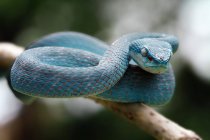 Синяя змея-гадюка на ветке, избирательный фокус — стоковое фото