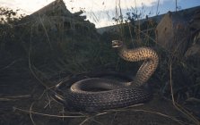 Восточная коричневая змея готова нанести удар — стоковое фото