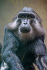Retrato de primer plano de un macaco tonkeano, Sulawesi, Indonesia - foto de stock