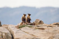 Two marmots in natural habitat on rocks — Stock Photo