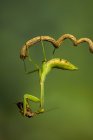 Mantis en una rama que sostiene presas de insectos, Indonesia - foto de stock