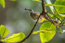 Vogel sitzt in einem Baum und frisst ein Insekt, Nahaufnahme — Stockfoto