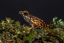 Side view portrait of Hylarna frog, blurred background — Stock Photo