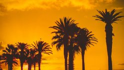 Silhouette de palmiers au coucher du soleil, Cape Town, Western Cape, Afrique du Sud — Photo de stock