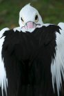 Крупним планом знімок чорно-білого птаха — стокове фото