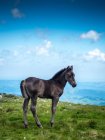 Cavalo selvagem em pé em uma montanha, Bulgária — Fotografia de Stock