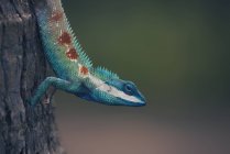 Portrait of a Blue Crested Lizard closeup, selective focus — Stock Photo