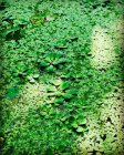 Вид сверху на зеленые сочные растения в пруду, Швейцария — стоковое фото