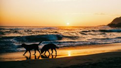 Silhouette de deux chiens pourris marchant sur la plage au coucher du soleil — Photo de stock