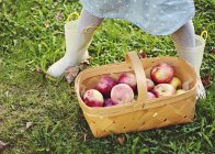 Pernas de menina em pé ao lado de uma cesta de maçãs recém-colhidas — Fotografia de Stock