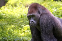Ritratto di un gorilla argentato della pianura occidentale nella giungla, Indonesia — Foto stock