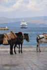 Three donkeys standing by waterfront, Greece — Stock Photo