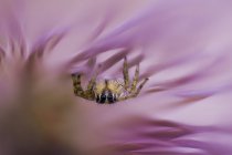 Крупный план паука на розовом лепестке цветка, избирательный фокус — стоковое фото