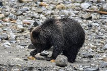 Famous brown grizzly bear cub in wilderness — Stock Photo
