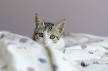 Gato sentado en una colcha, vista de cerca - foto de stock