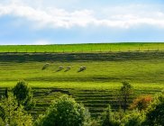 Мальовничий вид на стадо овець в поле, Швейцарія — стокове фото