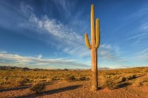 Vista panorámica de Saguaro Cactus, Lost Dutchman State Park, Arizona, América, EE.UU. - foto de stock