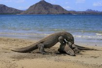 Два комодских дракона на пляже, вид крупным планом, избирательный фокус — стоковое фото