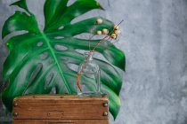 Ржавая коробка со стеклянными вазами и растениями — стоковое фото