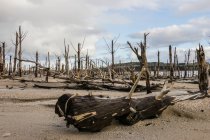 Dead trees on the banks of a lake during the drought, Western Cape, South Africa — Stock Photo