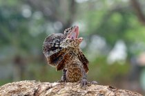 Retrato de un lagarto enojado con cuello de volante, vista de cerca, enfoque selectivo - foto de stock