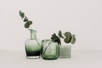 Крупним планом Скляні вази з евкаліптом — стокове фото