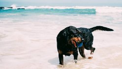 Rottweiler cane che gioca nel surf oceano — Foto stock
