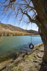 Tyre swing hanging on a tree, Lake Benmore, South Island, New Zealand — Stock Photo